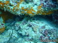 scuba diving photo