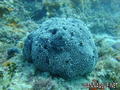 scuba diving photo
