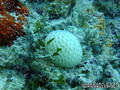 scuba diving photo