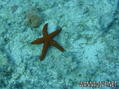 scuba diving photo