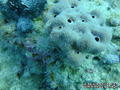 scuba diving photo