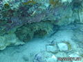 scuba diving photo