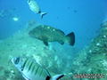 scuba diving photo