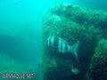 scuba diving photo