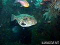 scuba diving photo
