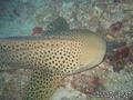 scuba diving photo