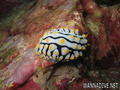 scuba diving photo
