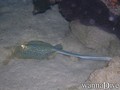 scuba diving photo