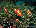 scuba diving photo