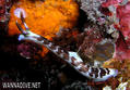 scuba diving photo
