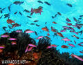 scuba diving photo