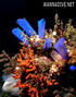 scuba diving photo