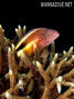 scuba diving photo