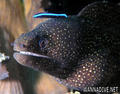 scuba diving photo