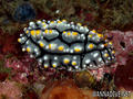 scuba diving photo