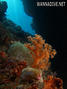 scuba diving photo