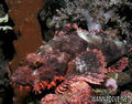 scuba diving photo
