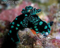 scuba diving photo