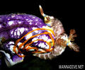 scuba diving photo