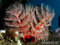 scuba diving photo