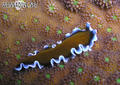 scuba diving photo