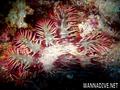 scuba diving photo