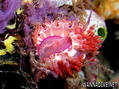 scuba diving photo