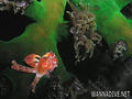 scuba diving photo
