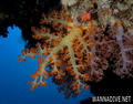 scuba diving photo