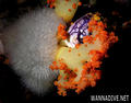 scuba diving photo