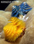 scuba diving photo