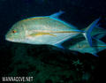 scuba diving photo