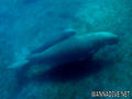 scuba diving photo