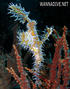 scuba diving photo