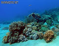 scuba diving photo