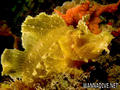 scuba diving photo