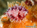 scuba diving photo