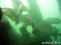 scuba diving photo