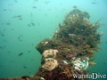 scuba diving photo