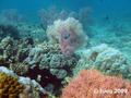 scuba diving photo