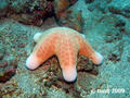 scuba diving photo