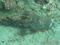 scuba diving photo