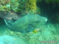 scuba diving photo