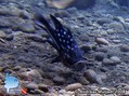 scuba diving photo