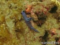 scuba diving photo