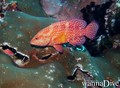 scuba diving photo