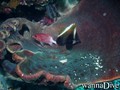 scuba diving photo