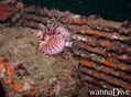 scuba diving photo