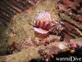 scuba diving photo