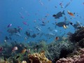 scuba diving photo